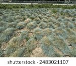 Blue Fescue, festuca glauca, blue oat grass, festuca ovina, ball fescue, ornamental grass 