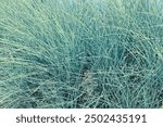 Blue Fescue, festuca glauca, blue oat grass, festuca ovina, ball fescue, ornamental grass 