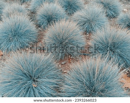 Blue Fescue, festuca glauca, blue oat grass, festuca ovina, ball fescue, ornamental grass 'Elijah Blue' - soft, powder blue, spiky leaves, grass background.