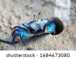 Blue Fiddler (Ghost, Calling) crab (Uca vocans) on muddy ground and hole entrance in Thailand. Crab body is in camera focus and other details in photo are blurred