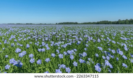 A blue field of flowering flax on a sunny cloudless morning against the background of a forest and a blue sky