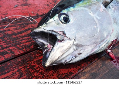 Blue Fin Bluefin Tuna Catch