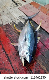 Blue Fin Bluefin Tuna Catch