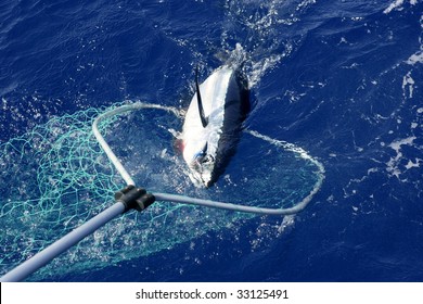 Blue Fin Tuna Mediterranean Big Game Fishing And Release