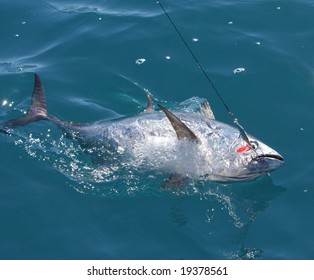 Blue Fin Tuna On A Lure