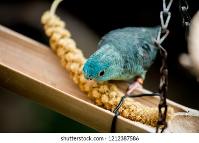 Blue Finch At Bloedel Conservatory