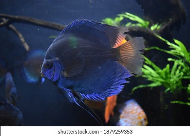 Blue Fish At The Atlanta Aquarium, In 2018.