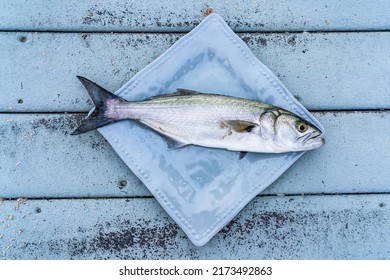 Blue fish freshly caught in the Atlantic Ocean in Florida on a square plate 