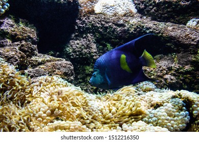 Blue Fish Swimming In Water By Reef