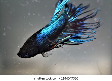 Blue Fish Wallpaper Stock Photo 1144047320 | Shutterstock