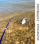 Blue fishing pole with method feeder and hooked  smallmouth buffalo (Ictiobus bubalus) on rocky shoreline of Grapevine Lake, Texas, USA. An American native rough hardy fish in sucker family