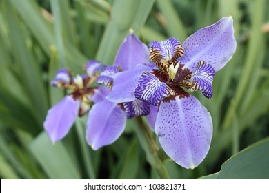 Blue Flag Iris