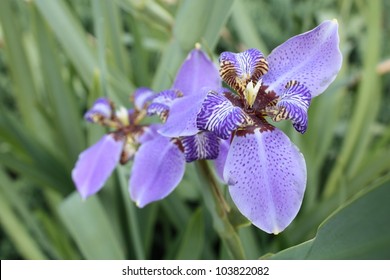 Blue Flag Iris