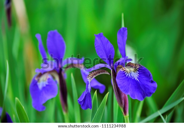 Фотообои "Blue and Yellow Iris after a short Rain" .