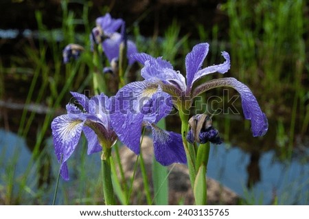 Blue Flag Iris (Iris versicolor) growing alongside a pond in the Adirondack Forest Preserve in New York state