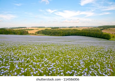  Blue Flax Field Landscape At Spring, Shallow Depth Of Field ,Cotswolds,England