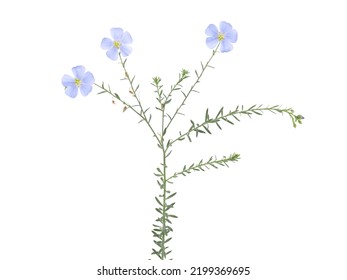 linum perenne lewisii