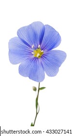 Blue Flax Flower Isolated On White Background