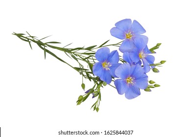 Blue Flax flowers isolated on white background with clipping path. (Linum usitatissimum) common names: common flax or linseed. Close up view.  - Powered by Shutterstock