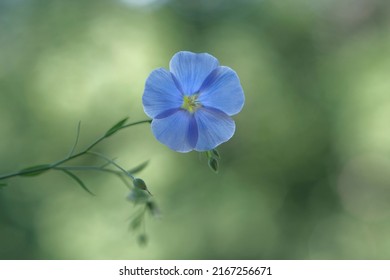 Blue flax flowers on thin green stems. Flaxseed oil. Delicate flowers.