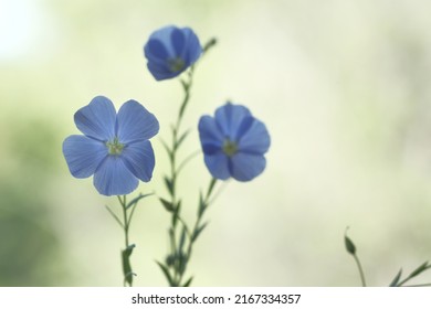 Blue flax flowers on thin green stems. Flaxseed oil. Delicate flowers.