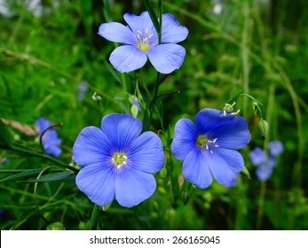 Blue Flax In The Grass