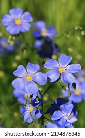 Blue Flax In Wasatch Mountains, Utah