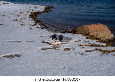 Blue Flip Flops On A Lawn Covered With Snow