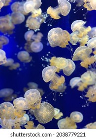 Blue Florida Aquarium In Orlando