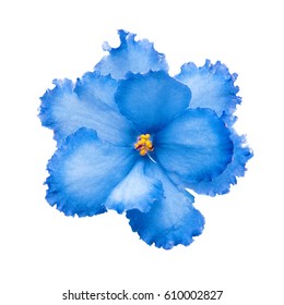 Blue flower
 - Shutterstock ID 610002827