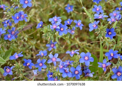 Blue Flower 