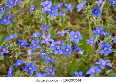 Blue Flower 