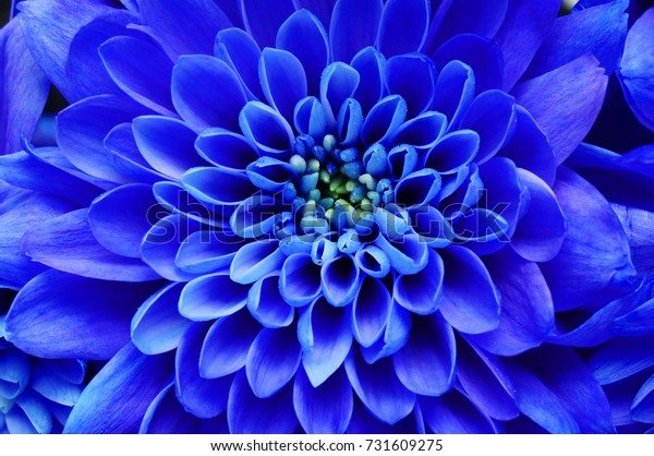 青の花の背景 青い花の接写 背景またはテクスチャー用の青い花びらを持つアスター の写真素材 今すぐ編集 731609275