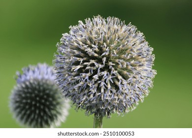 blue flower blooming hedgehog flower close-up on green blurred background - Powered by Shutterstock