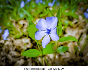 Blue flower with bokeh effect in nature,background - Powered by Shutterstock