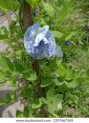 Blue flower of Clitorea ternatea