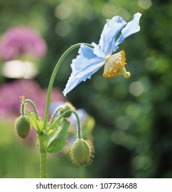 764 Himalayan blue poppy Images, Stock Photos & Vectors | Shutterstock