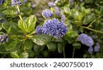 Blue flower cluster of Ceanothus griseus 