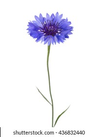 Blue flower (Cornflower) isolated on white background. 