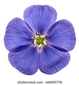 Blue Flower Of Flax, Isolated On White Background