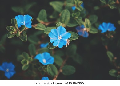 Blue flower. Flora rich in bluish color. Nature foliage, high quality photo