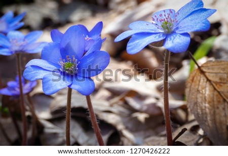 Blue Flower, Flowers, Blue and Yellow, Macroflowers