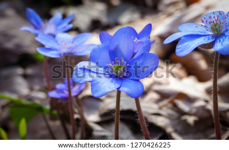 Blue Flower, Flowers, Blue and Yellow, Macroflowers