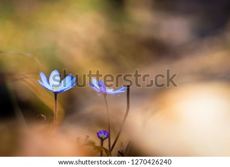 Blue Flower, Flowers, Blue and Yellow, Macroflowers