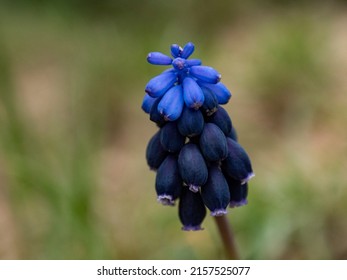 Blue Flower In Front Of Green Blured Background