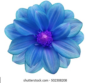 Blue Flower Garden White Isolated Background Stock Photo 502308208 ...