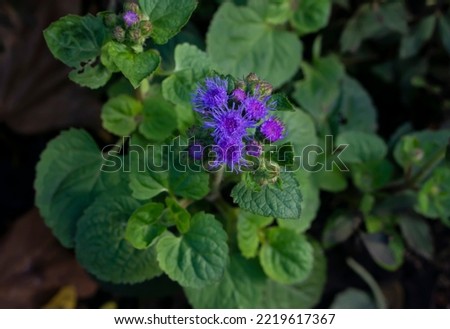 Similar – Image, Stock Photo Scented nettle with bee