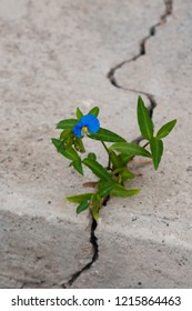 Blue Flower Growing Through The Crack In The Concrete Pavement. Life Finds A Way.