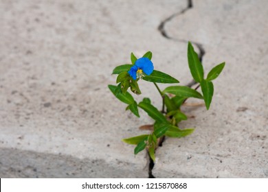 Blue Flower Growing Through The Crack In The Concrete Pavement. Life Finds A Way.