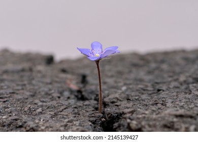 A blue flower grows out of a crack in the asphalt on a neutral background, perspective, place for text, close-up, selective focus. - Powered by Shutterstock